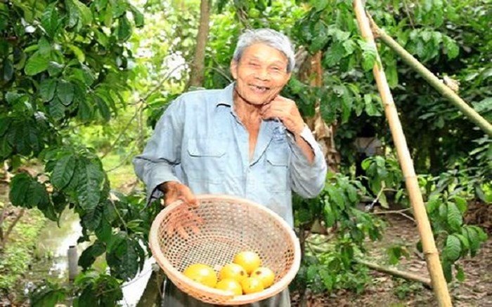 Phát sốt với giống vú sữa lạ: Trái chín vàng bóng, ra quả quanh năm